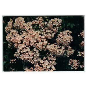 Vintage Mountain Laurel Blossoms Floral Postcard Dexter Press Ektachrome